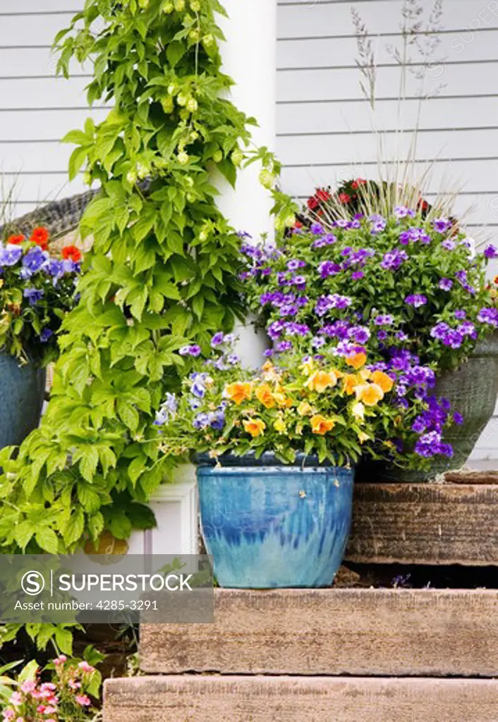 Porch stairs close-up with colorful flower pots and flowers and green leaves.
