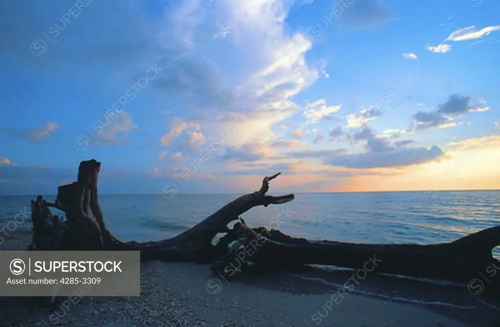 Landscape sunset with mangrove trees on sand at beach, silhouette.