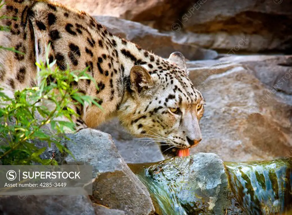 SNOW LEOPARD FROM SIDE DRINKING WATER FROM BROOK IN ROCKS