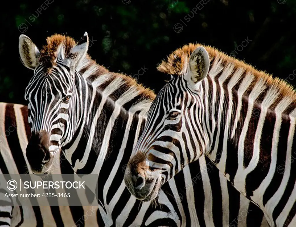 TWO ZEBRAS CLOSEUP ONE LOOKING AT CAMERA