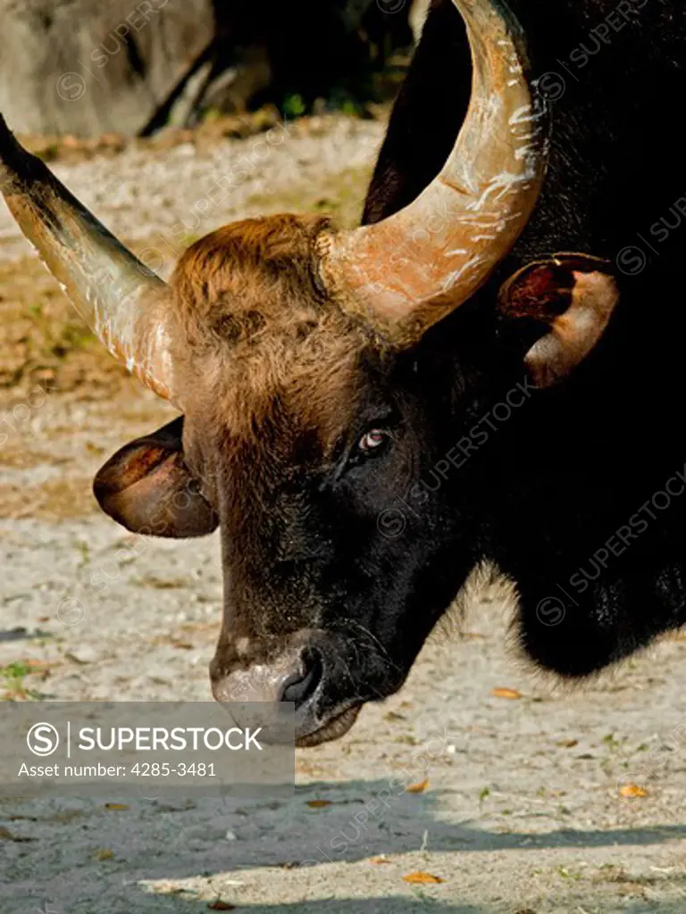 WATER BUFFALO CLOSEUP WITH AGRESSIVE LOOK ON FACE