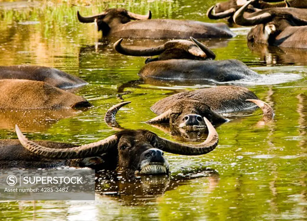 WATER BUFFALOES IMMERSED IN WATER