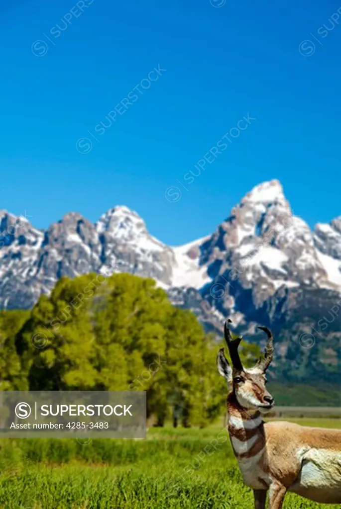 PRONGHORN LOOKING AT CAMERA WITH TREES AND MOUNTAINS BEHIND