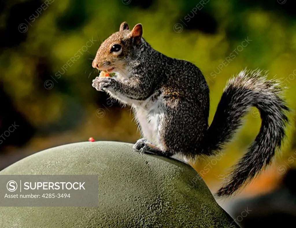 CUTE SQUIRREL EATING WITH ITS HANDS CLOSEUP