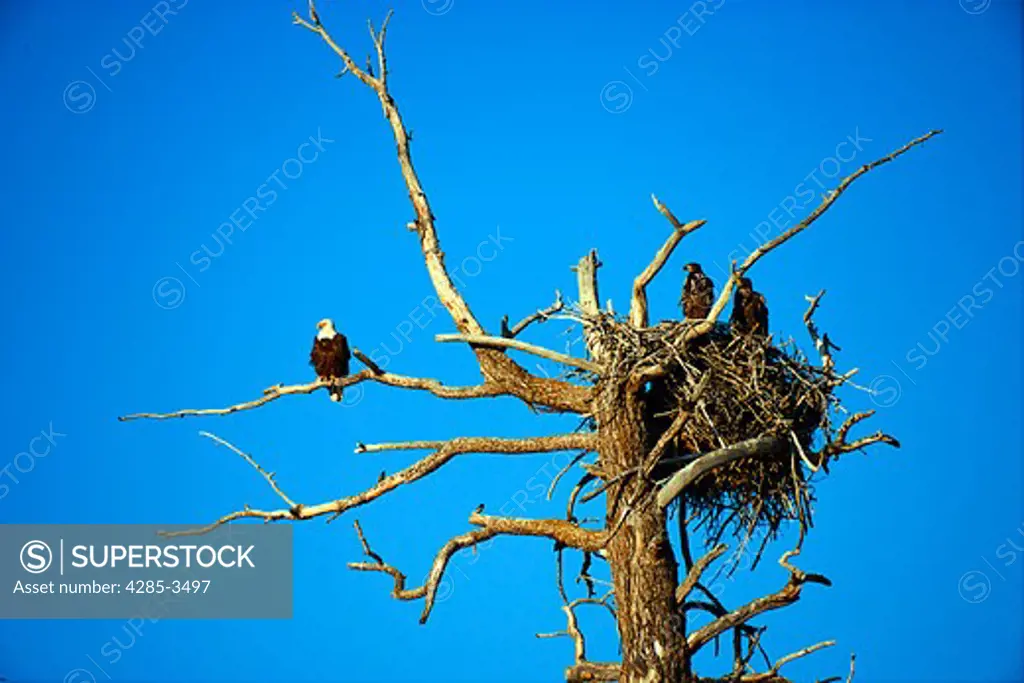EAGLE WITH TWO EAGLETS ON TREE NEST AGAINST BLUE SKY