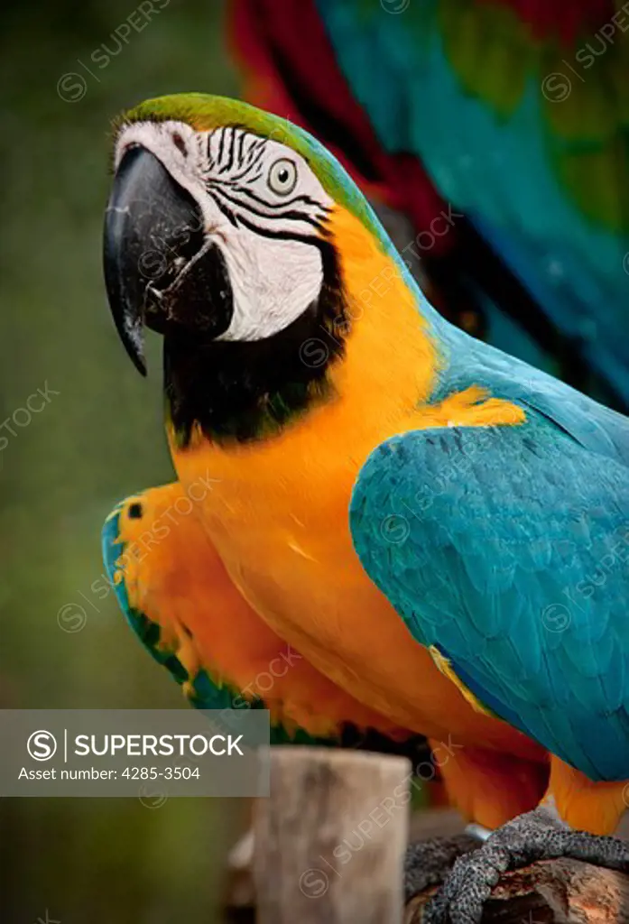 PARROT CLOSEUP WITH OTHER FEATHERS BEHIND