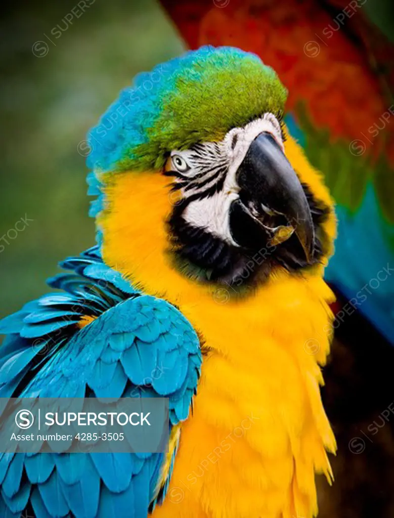 PARROT WITH CUTE EXPRESSION