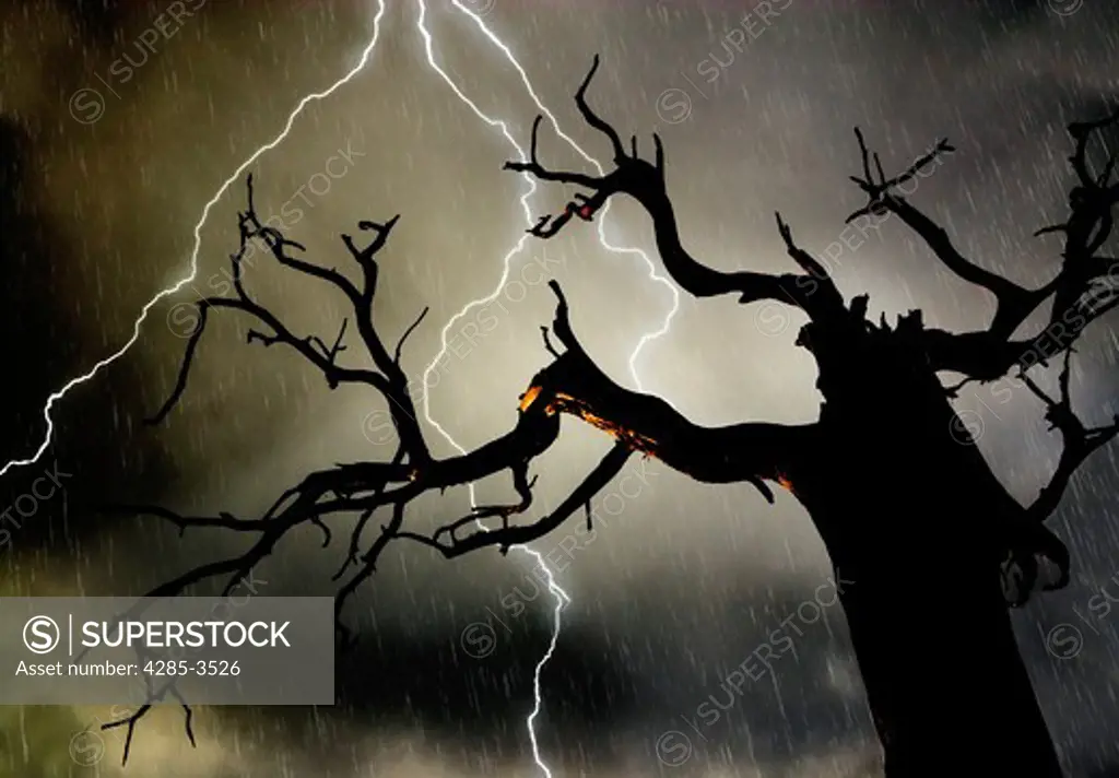 GNARLED TREE SILHOUETTE WITH BRANCHES LIKE ARMS, STORMY CLOUDS AND lightning