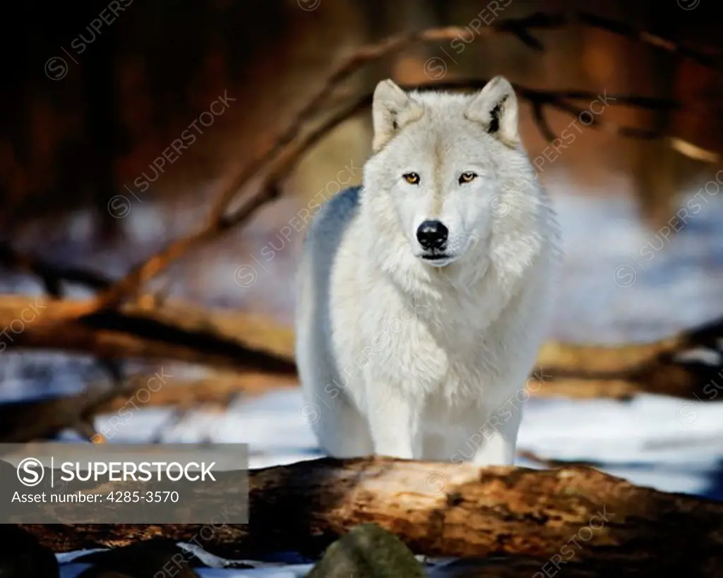 WHITE WOLF LOOKING AT CAMERA IN WOODS WITH SNOW