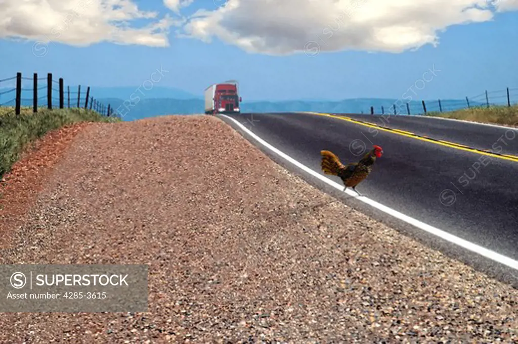 chicken crossing road with oncoming truck in the distance