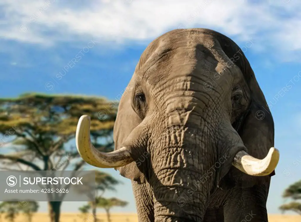 LARGE ELEPHANT HEAD ON WITH LARGE TUSKS SILHOUETTED