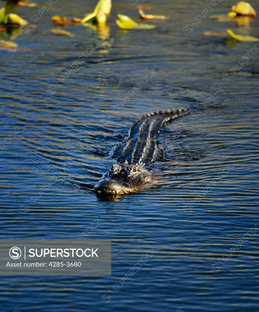 ALLIGATOR SWIMMING TOWARD CAMERA IN BLUE WATER WITH FLOATING LEAVES