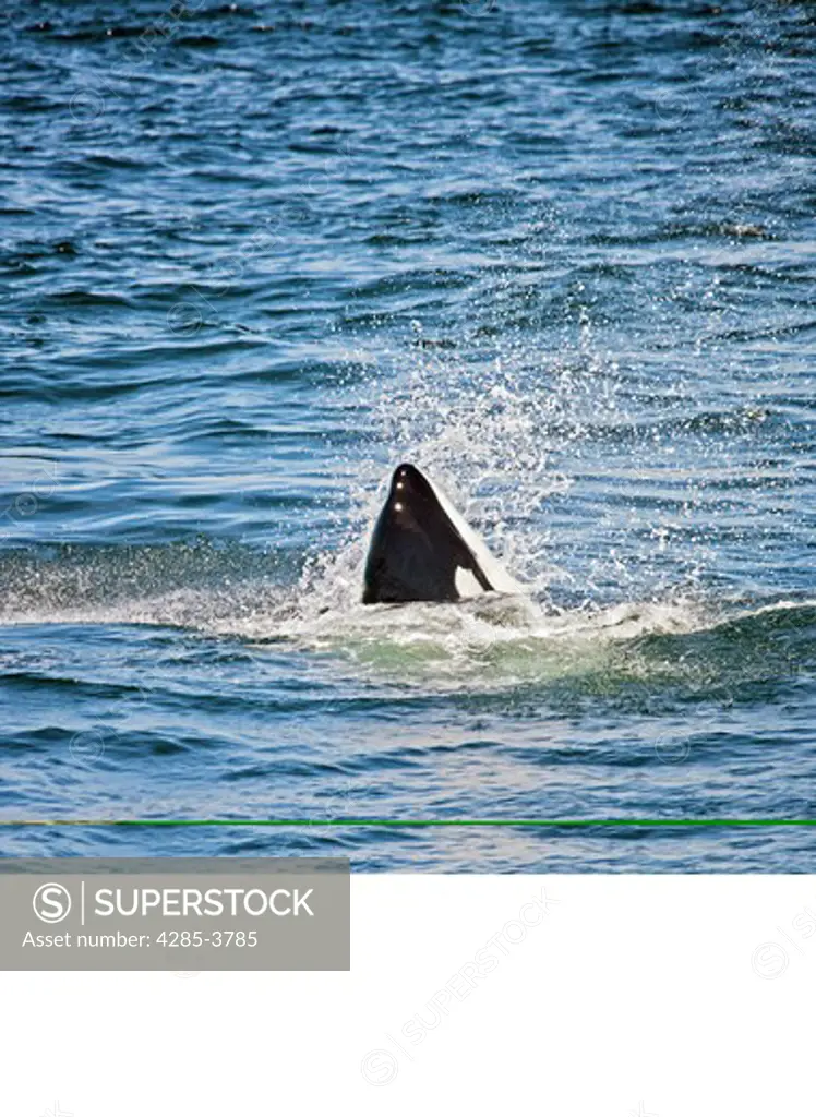 orca head with splash sticking out of water