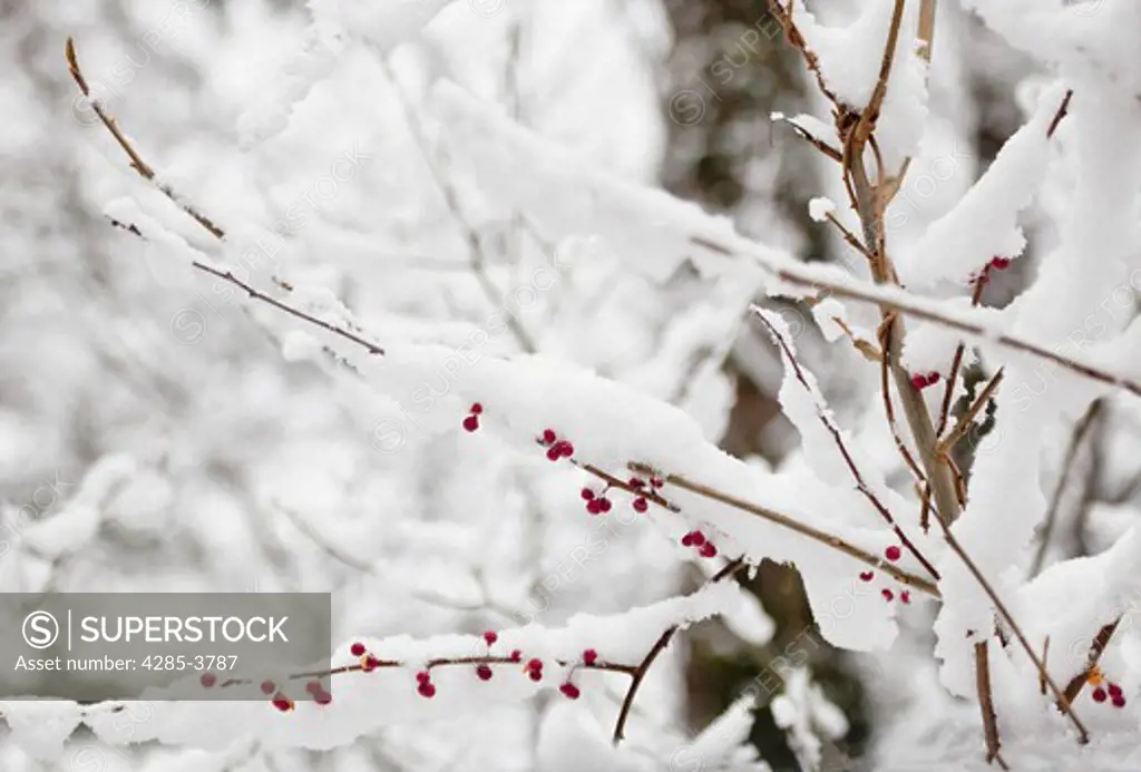SMALL RED BERRIES HANGING FROM BARE BRANCHES SURROUNDED BY SNOW