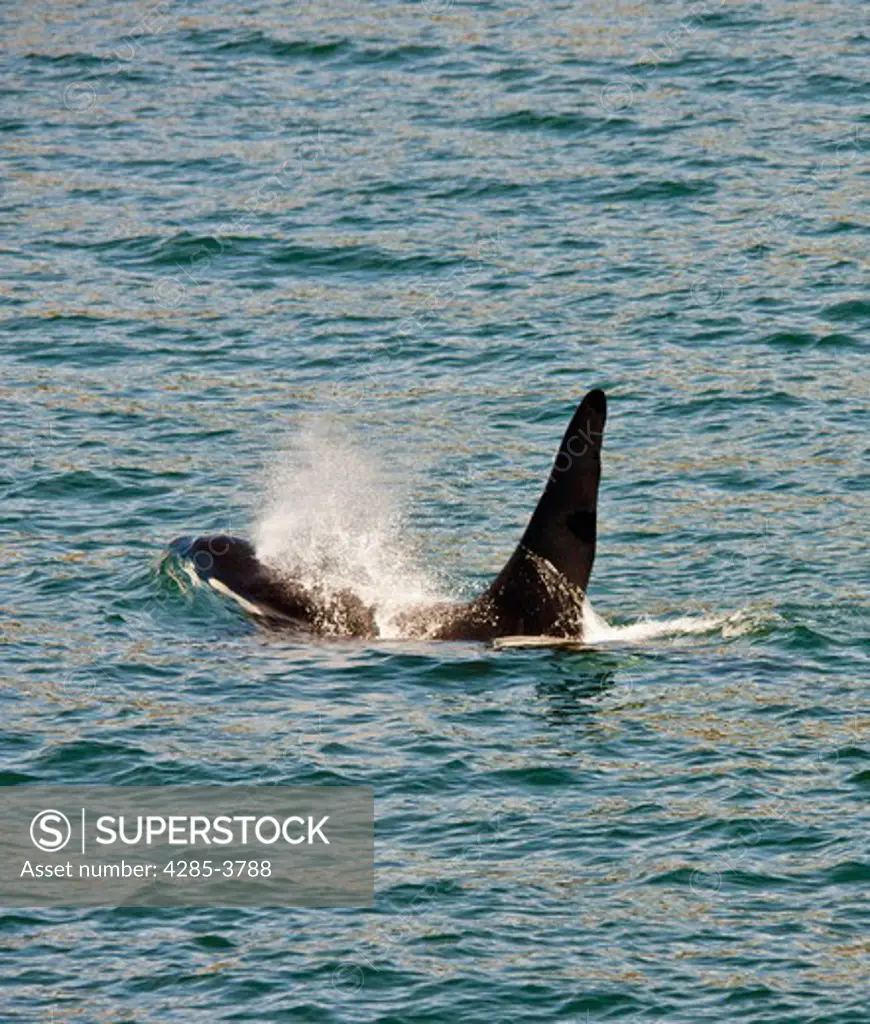 single male orca showing only dorsal fin and just upper part of body with spout