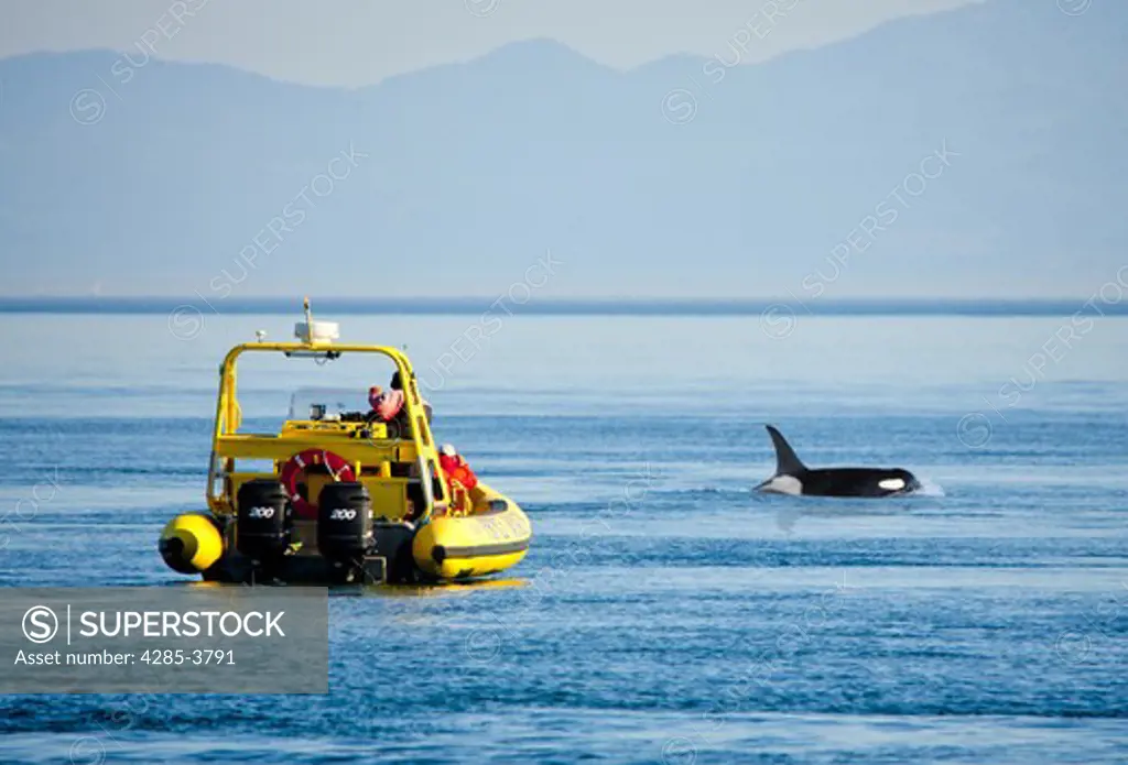 MAN IN YELLOW BOAT LOOKING AT ORCA IN WATER
