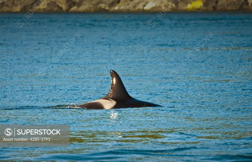 orca with dorsal fin showing and top of body with shore rocks in background
