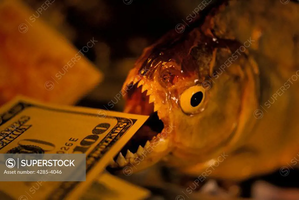 A piranha fish about to take a bite out of a $100 bill.