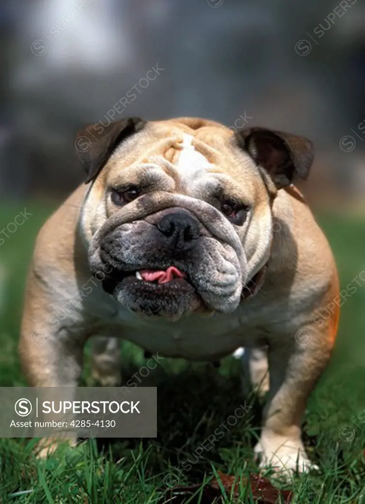 Dog English Bulldog
