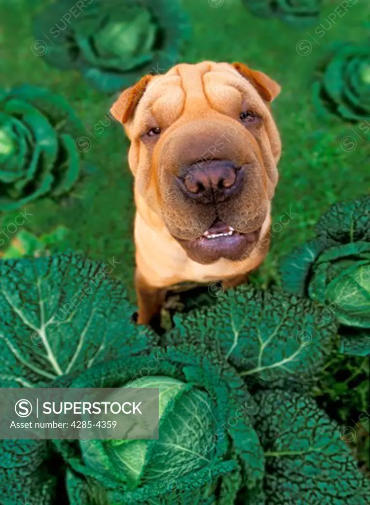 Shar Pei dog portrait with cabbage