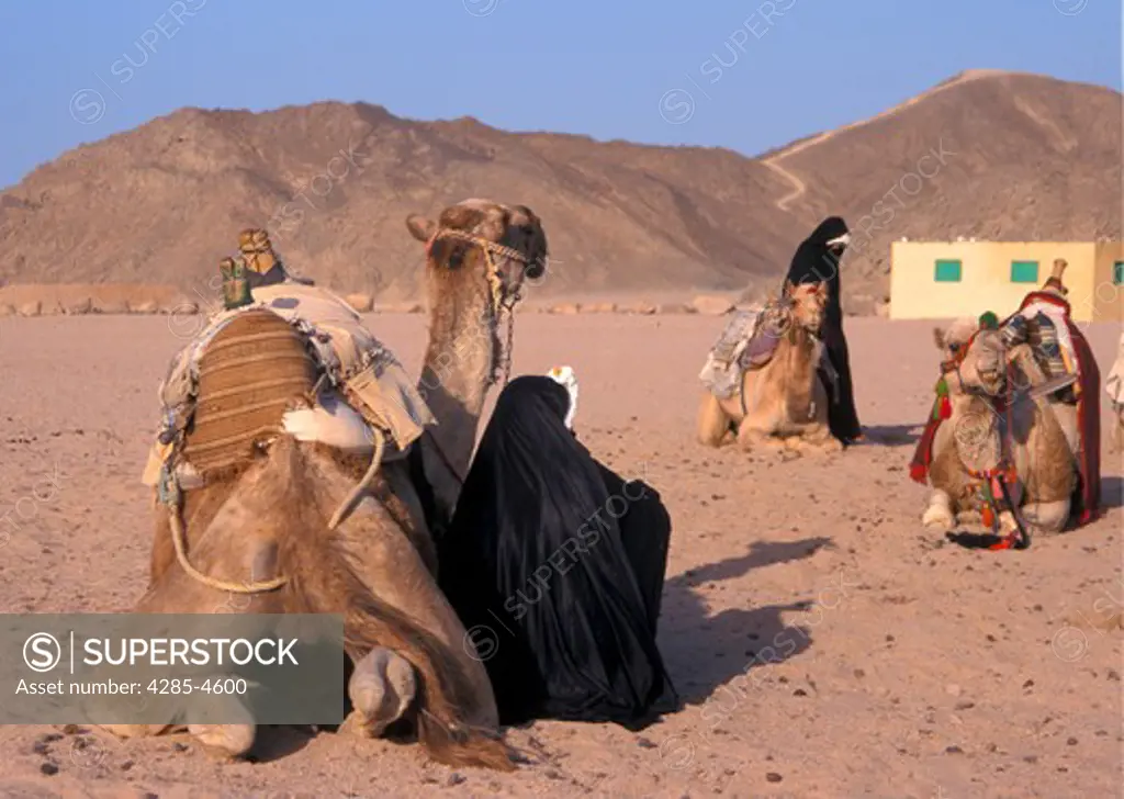 Women with camels on Egyptian desert