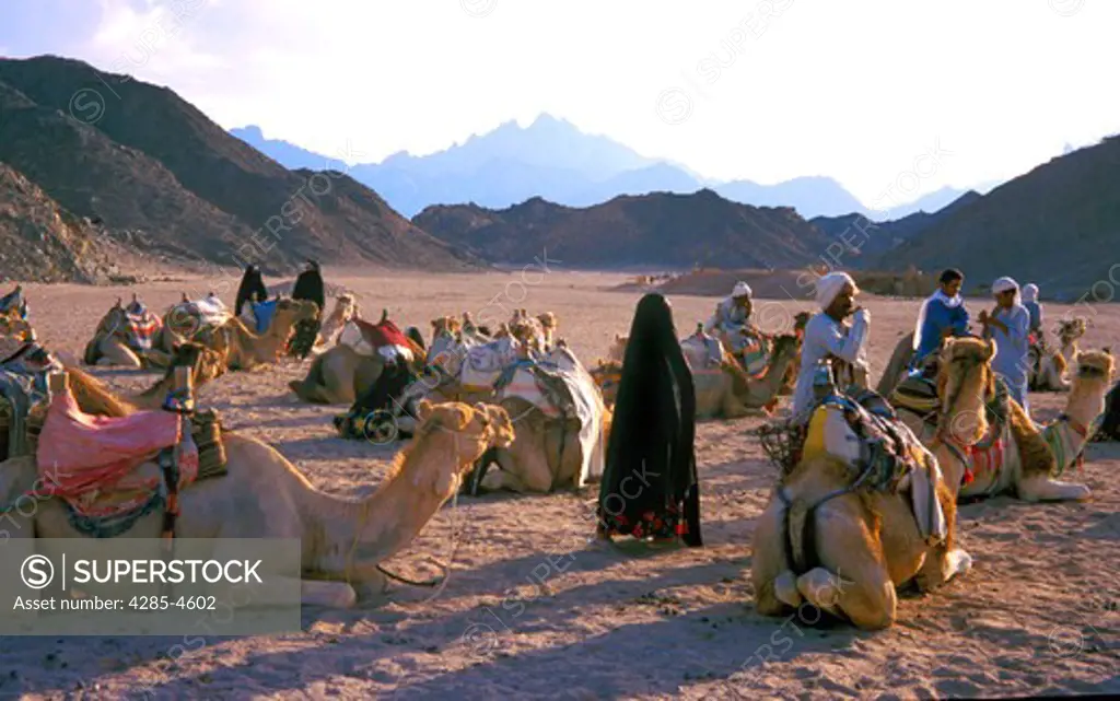 Bedouins on Egyptian desert