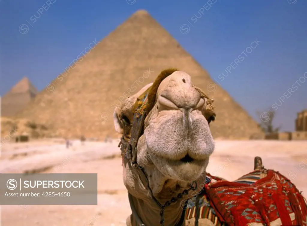 Camel by Cheops Pyramid, Egypt