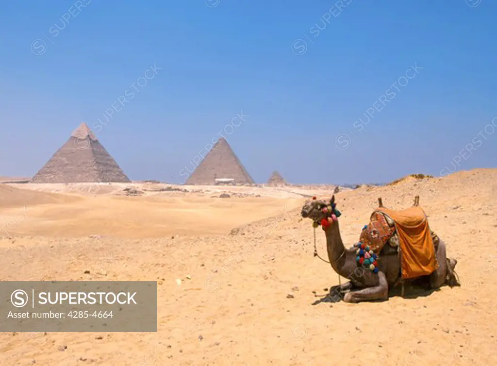 Camel resting by pyramids, Egypt