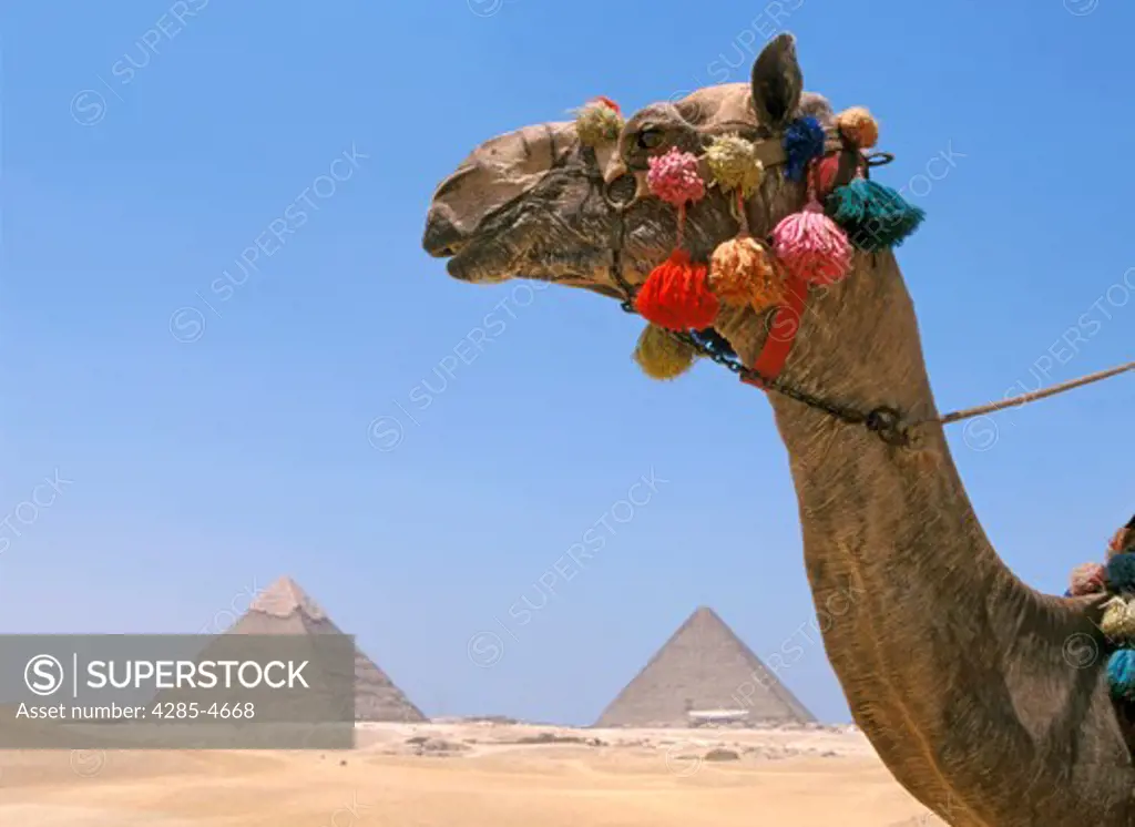 Camel over Cheops Chephren Micerinus pyramids, Gizeh, Egypt