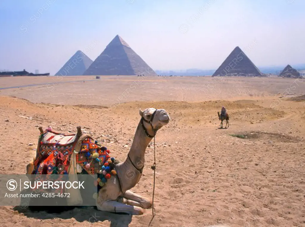 Camel sitting by Cheops, Chephren and Micerinus pyramid, Gizeh, Egypt