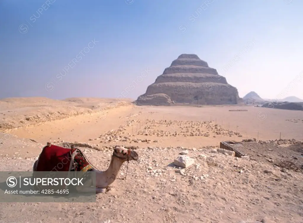 Camel sitting by Step Pyramid, Sakkarah, Egypt
