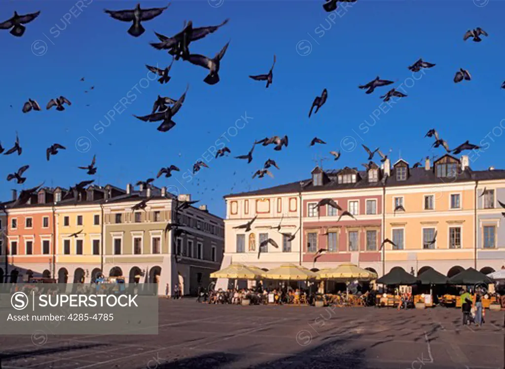 Pigeons at Main Market Square in picturesque Zamosc member of UNESCO, Poland