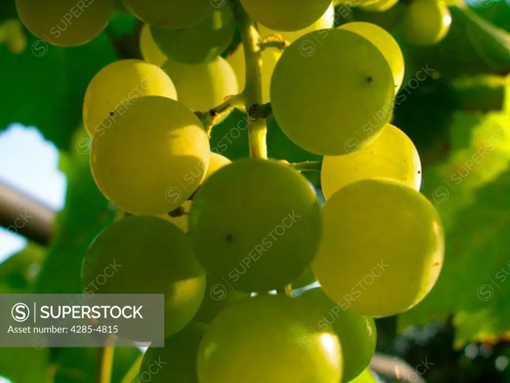 Grapes growing