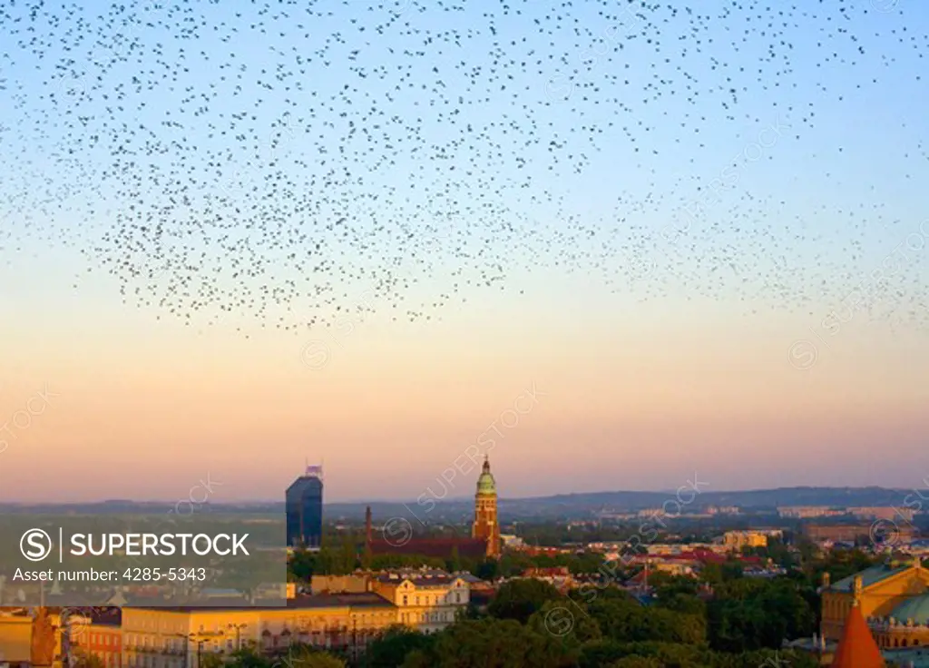Birds, Jesuit church, Krakow, Poland