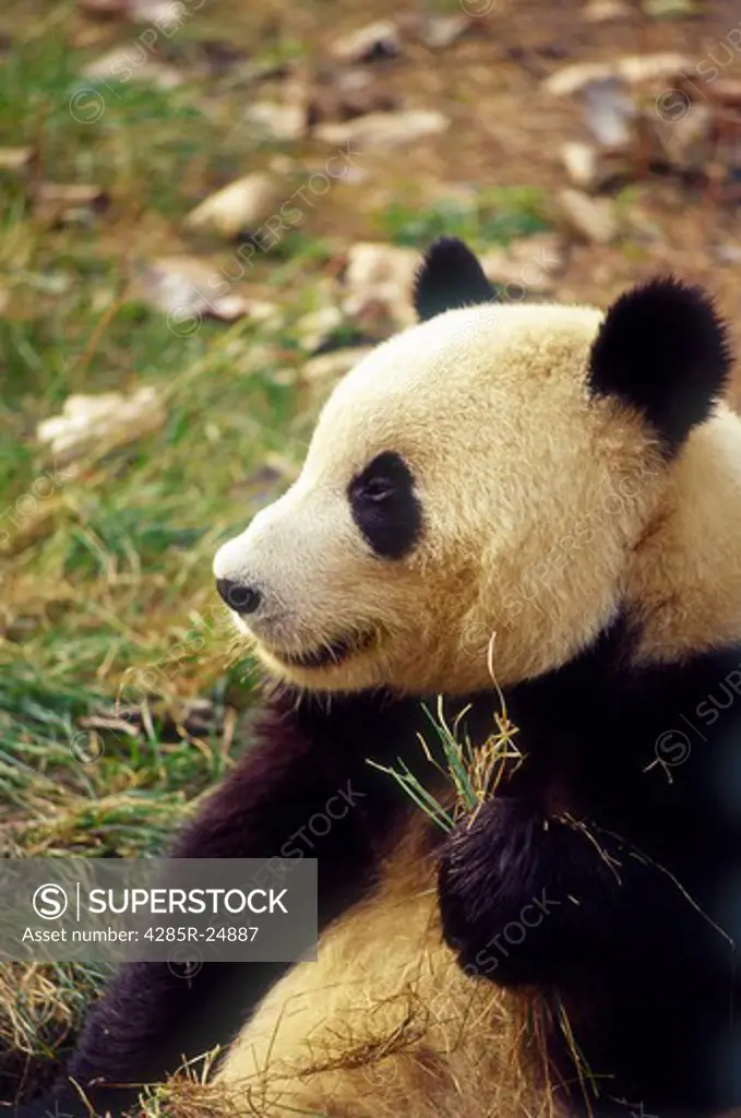 China, Giant Panda