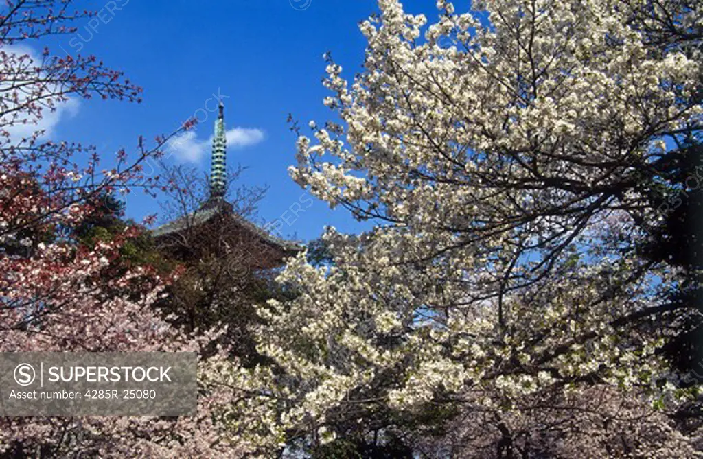 Japan, Tokyo, Ueno Park, Cherry Blossoms