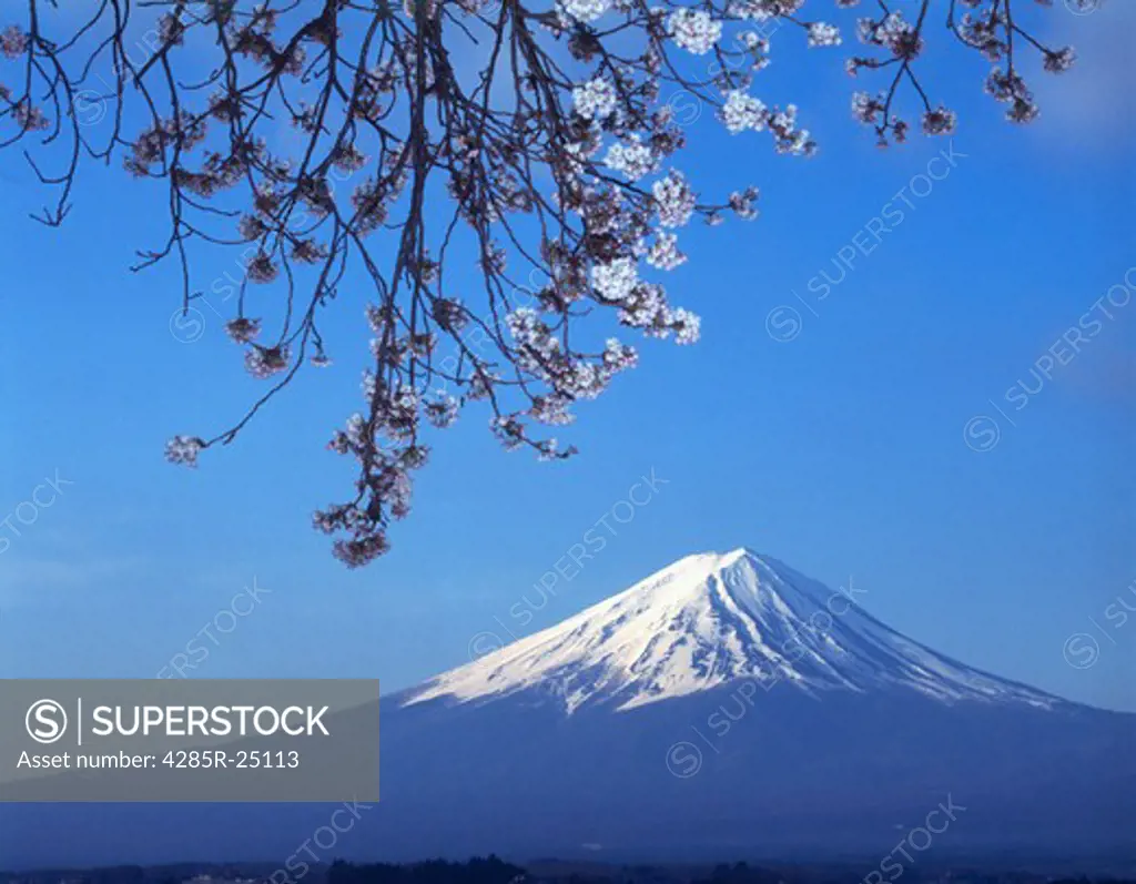 Japan, Mount Fuji, Cherry Blossoms