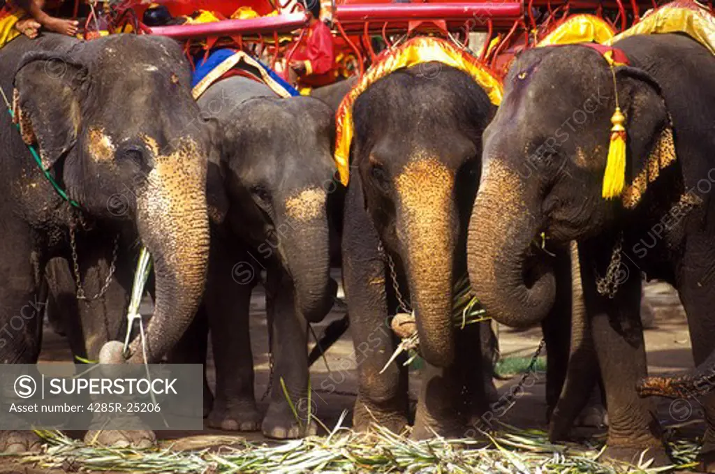 Thailand, Thailand, Ayutthaya, Elephants