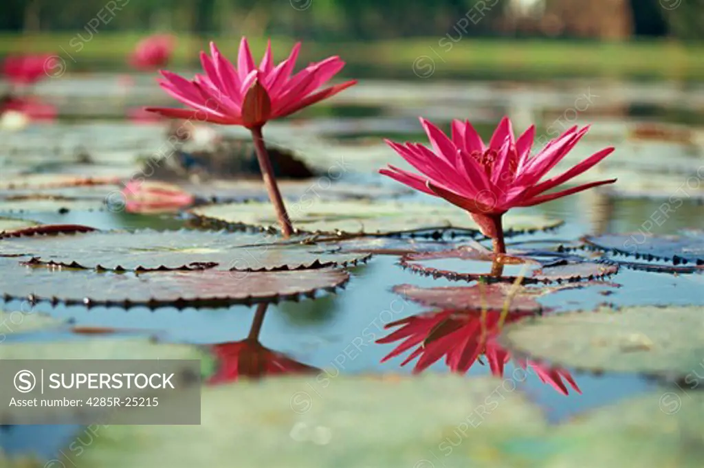 Thailand, Sukhothai, Ancient City, Water Lilies