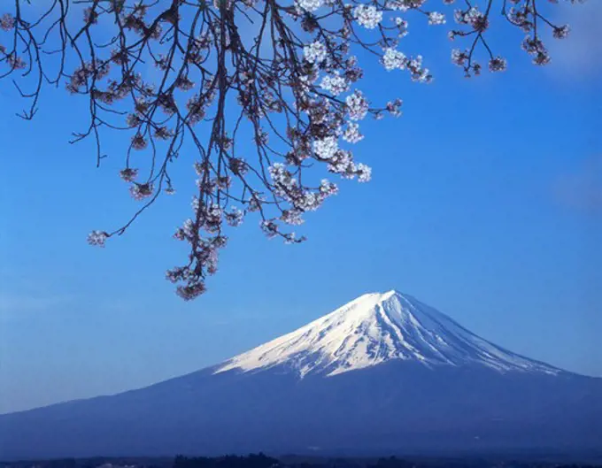 Japan, Mount Fuji, Cherry Blossoms