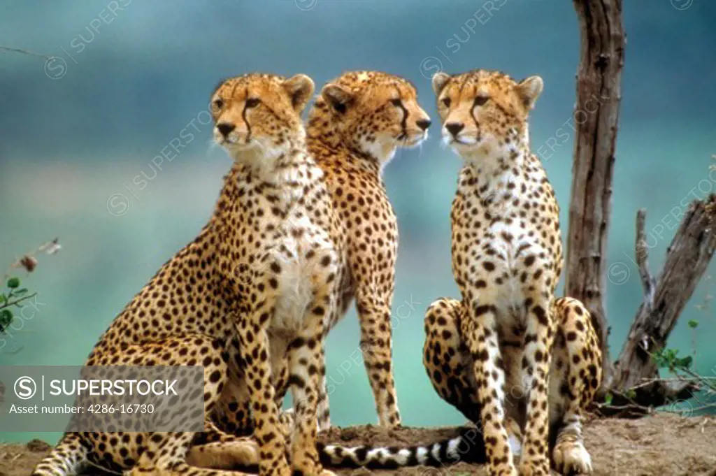 Cheetahs in Kenya, Africa.