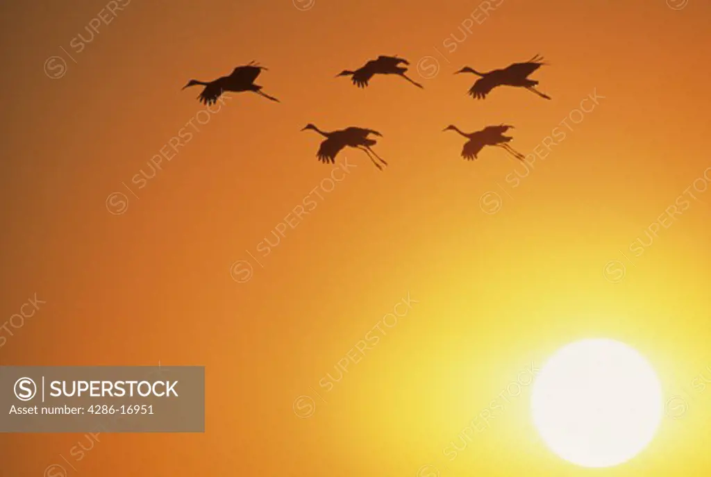 Sandhill Cranes in flight with the sun setting in the background. 