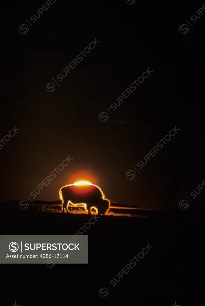 Silhouette of a North American Bison at sunrise also commonly mistaken as a Buffalo. 