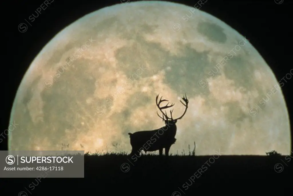 Silhouette of a Caribou deer standing on a hill with the full moon rising behind it. 