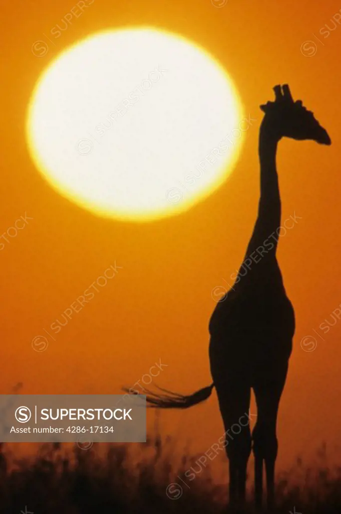 Silhouette of a giraffe at sunset in East Africa. 