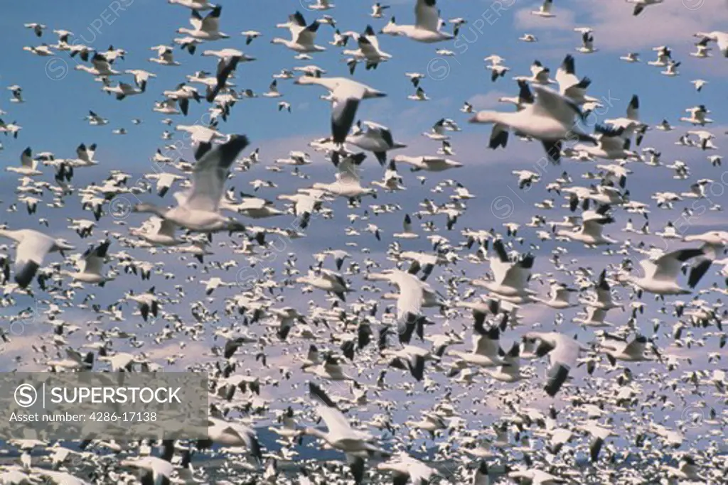 An abundance of Snow Geese (Chen caerulescens) in flight. 