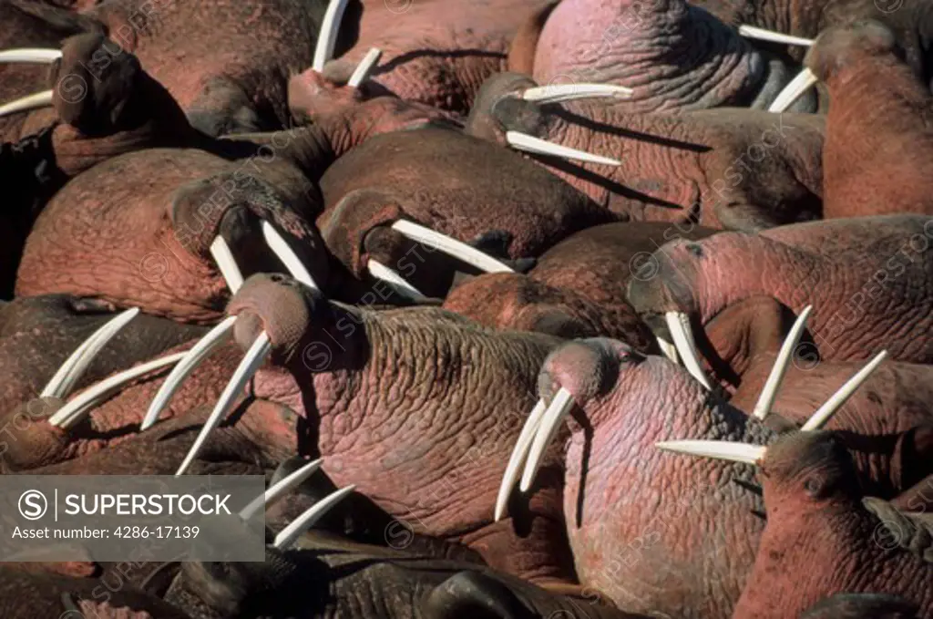 A herd of walrus sunbathing in Round Island, Alaska. 