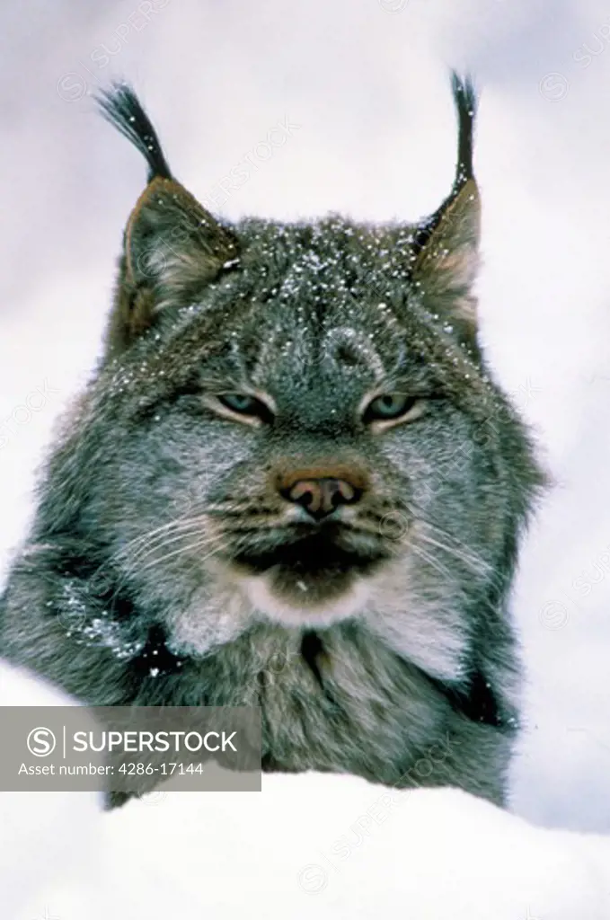 Lynx (Felis lynx) in Alaska.