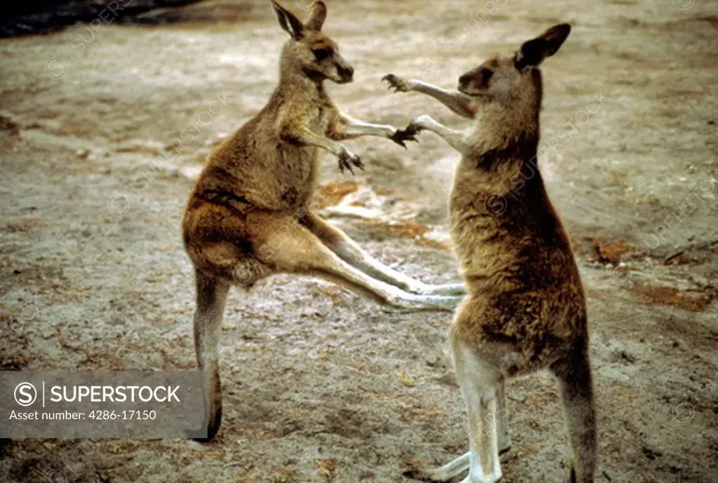 Western Grey Kangaroo (Macropus fuliginosus), fighting. Australia.