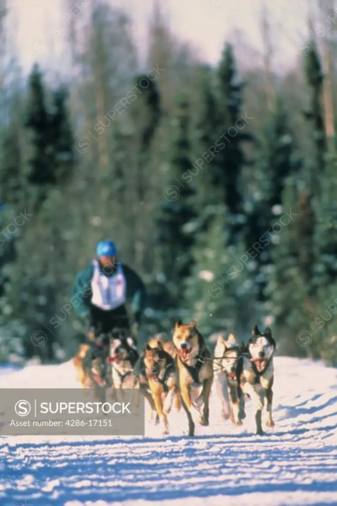 Man participating in a sled dog race in Anchorage, Alaska. 